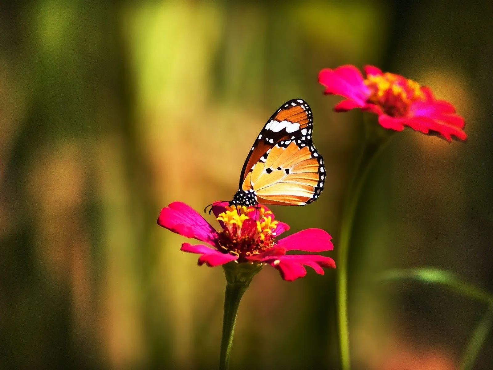 Hermosas Mariposas en la Naturaleza | Fotos e Imágenes en FOTOBLOG X