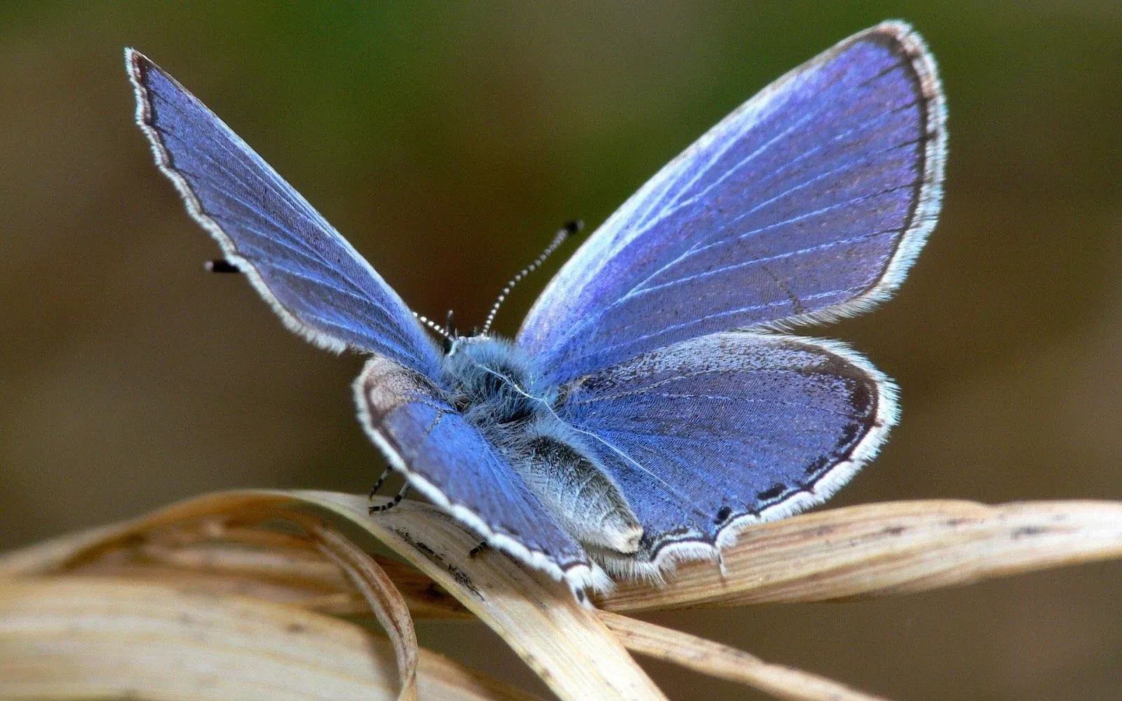 Hermosas Mariposas en la Naturaleza | Fotos e Imágenes en FOTOBLOG X