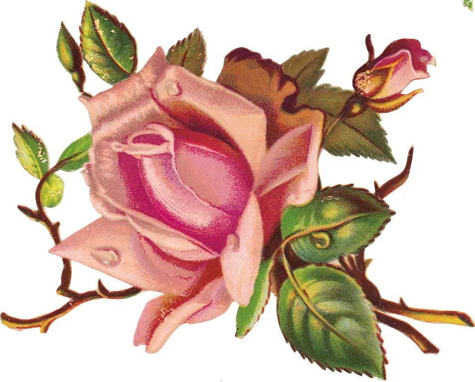 hermosas rosas para decoupage o arte europeo