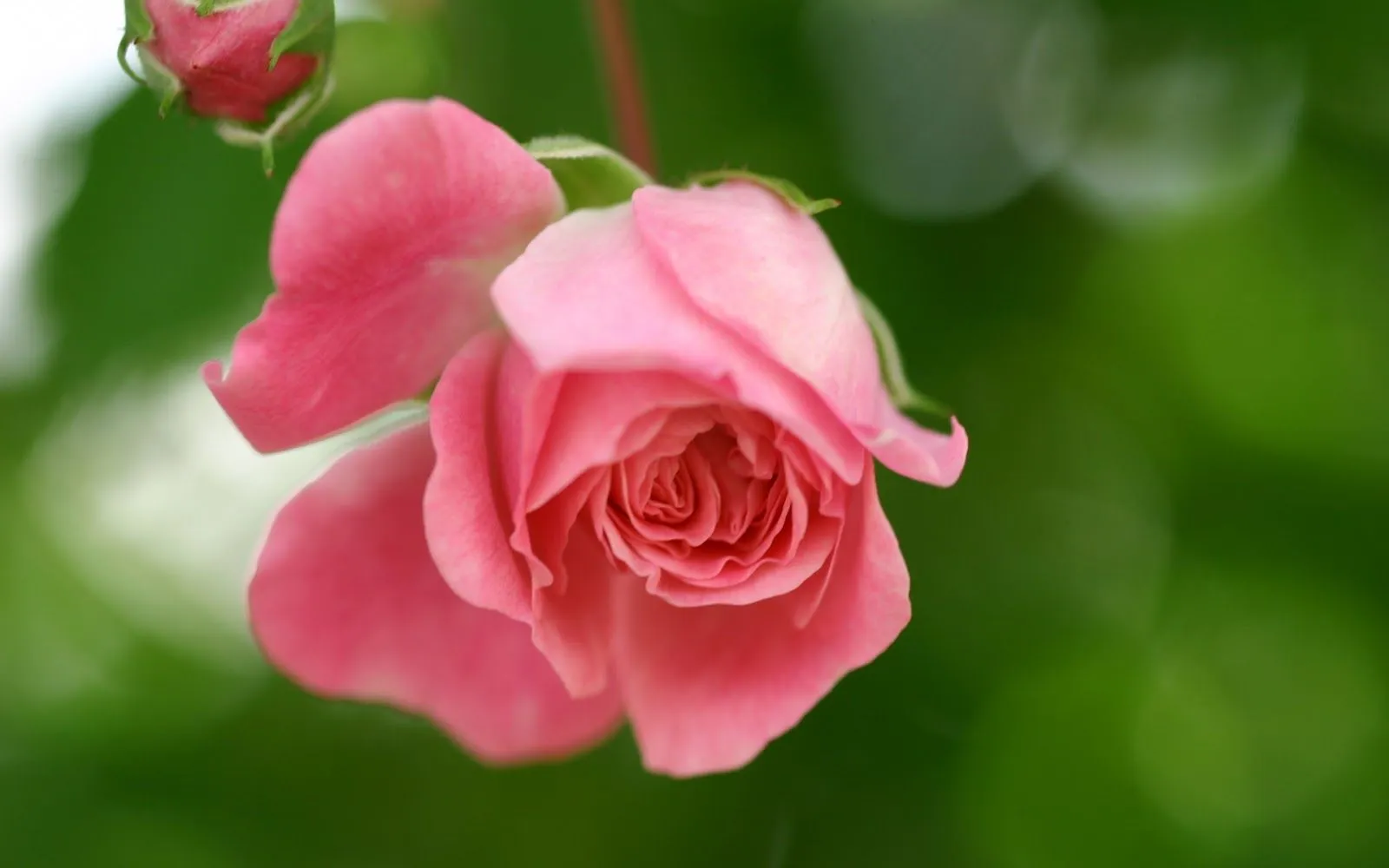 Hermosas Rosas Rosadas | Fotos e Imágenes en FOTOBLOG X