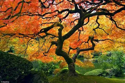 Hermoso árbol en un jardín japonés | Listao