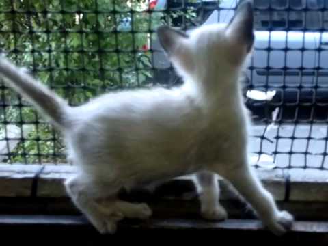 HERMOSO BEBE GATITO SIAMES 120 DIAS VACUNADO - YouTube