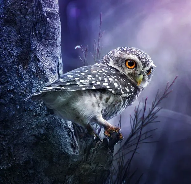 Banco de Imagenes Gratis .Com: Un hermoso búho - A cute owl