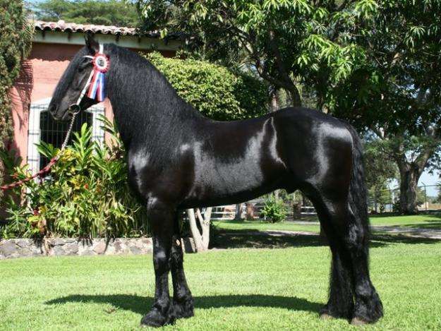 Hermoso caballo deportivo Friesian para su aprobación. en ...