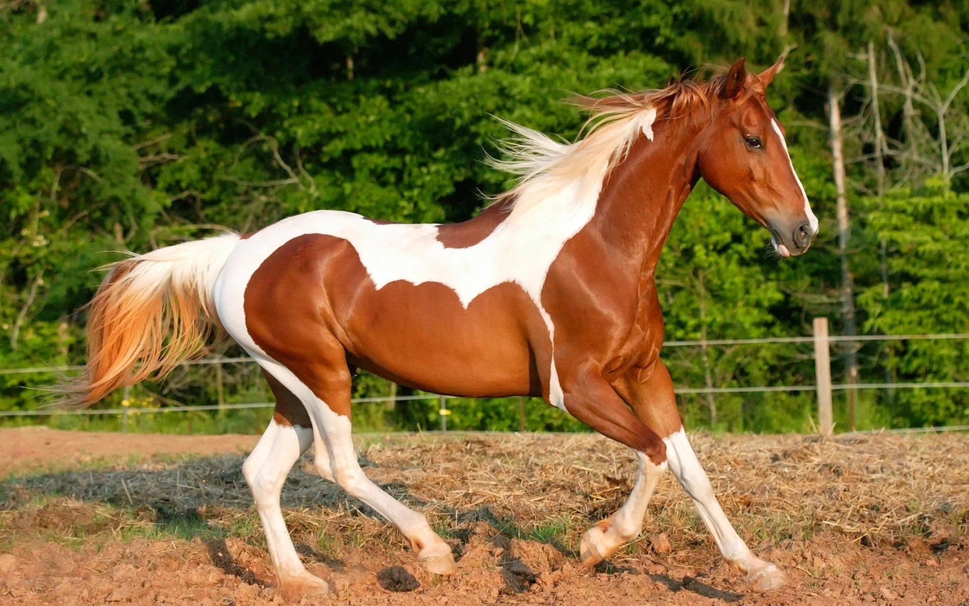 Hermoso Caballo Pío Alazán | Fotos e Imágenes en FOTOBLOG X