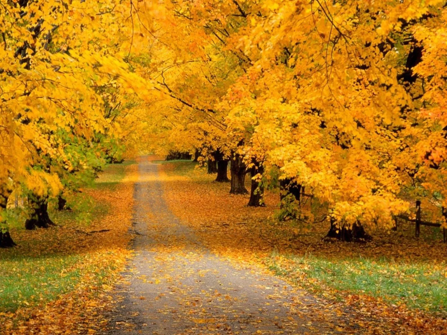 Paisajes de bosques hermosos - Imagui