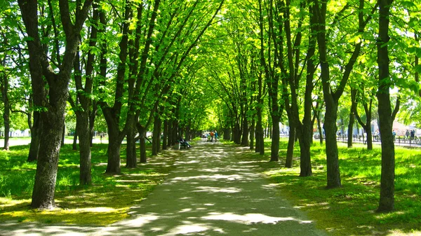 hermoso parque con muchos árboles verdes — Foto stock ...