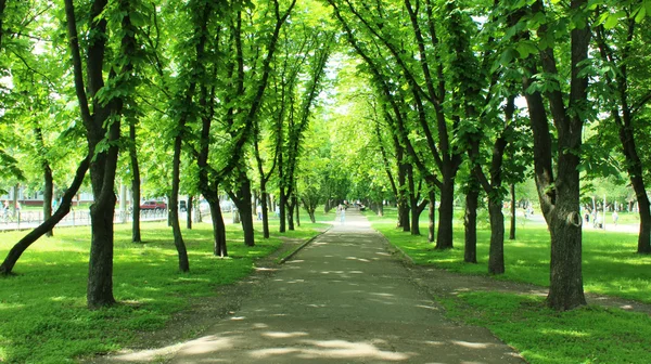 hermoso parque con muchos árboles verdes — Foto stock ...