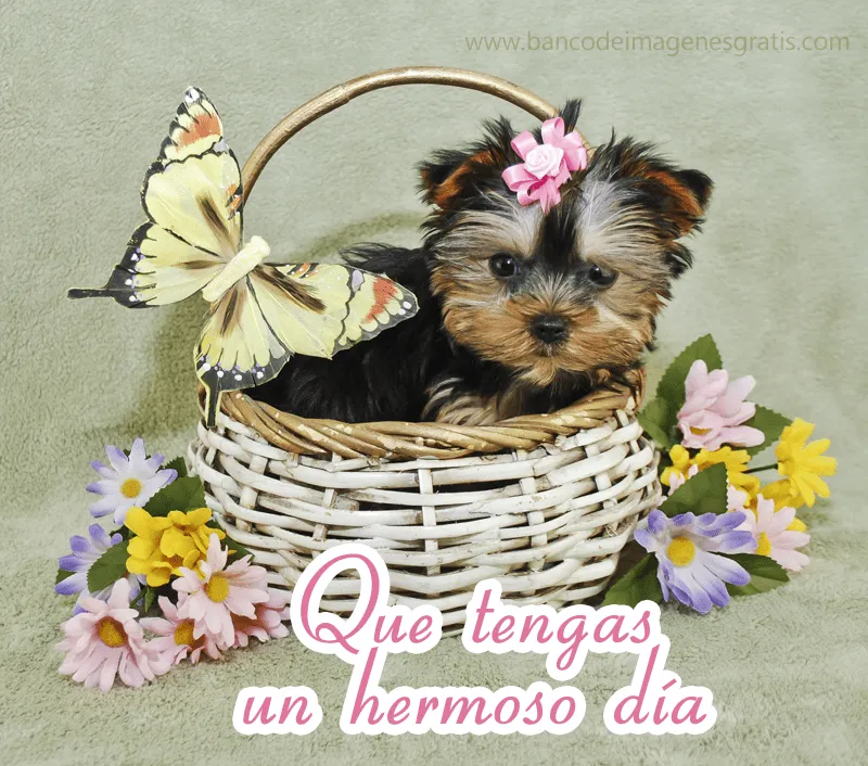 Que tengas un hermoso día - Perrito en canasta con flores | Banco ...