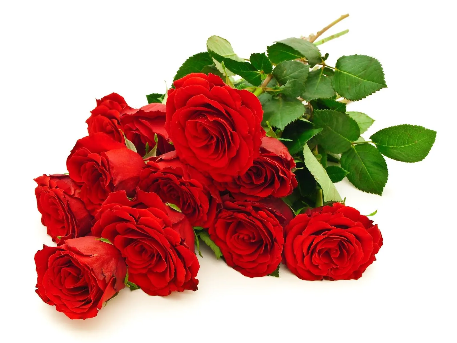 Hermoso ramo de rosas rojas – Red roses – Flowers | Imagenes para ...