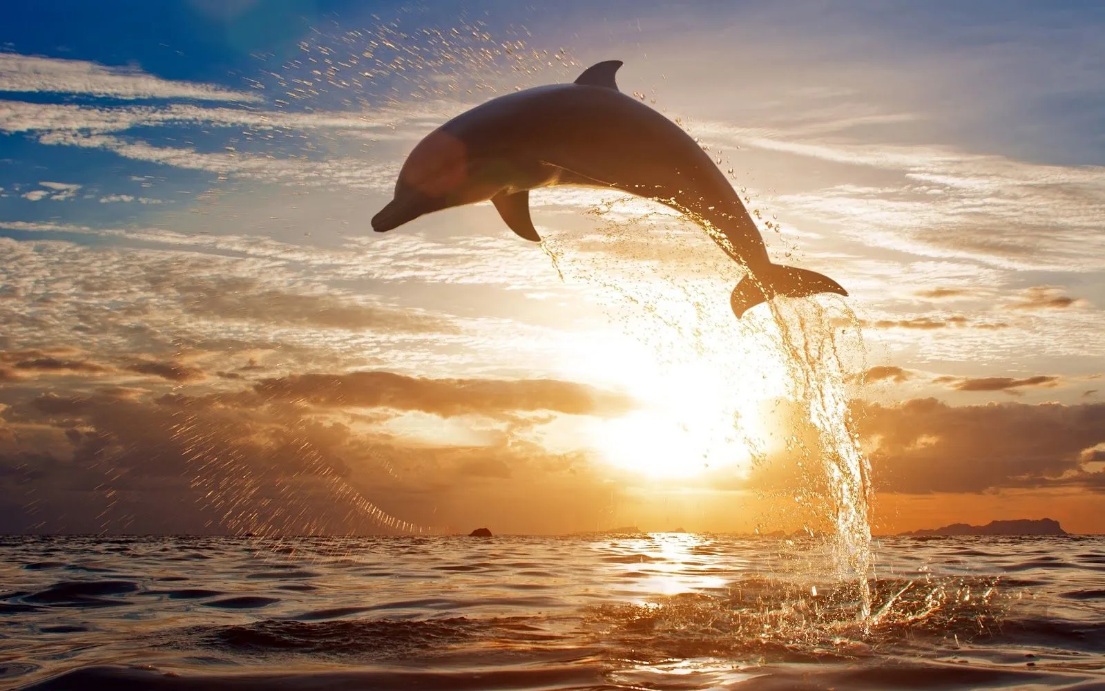 Hermoso Salto de Un Delfín - Fondos de Pantalla HD - Wallpapers HD