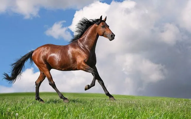 Hermosos Caballos Corriendo - Imágenes de Animales | Fotos e ...