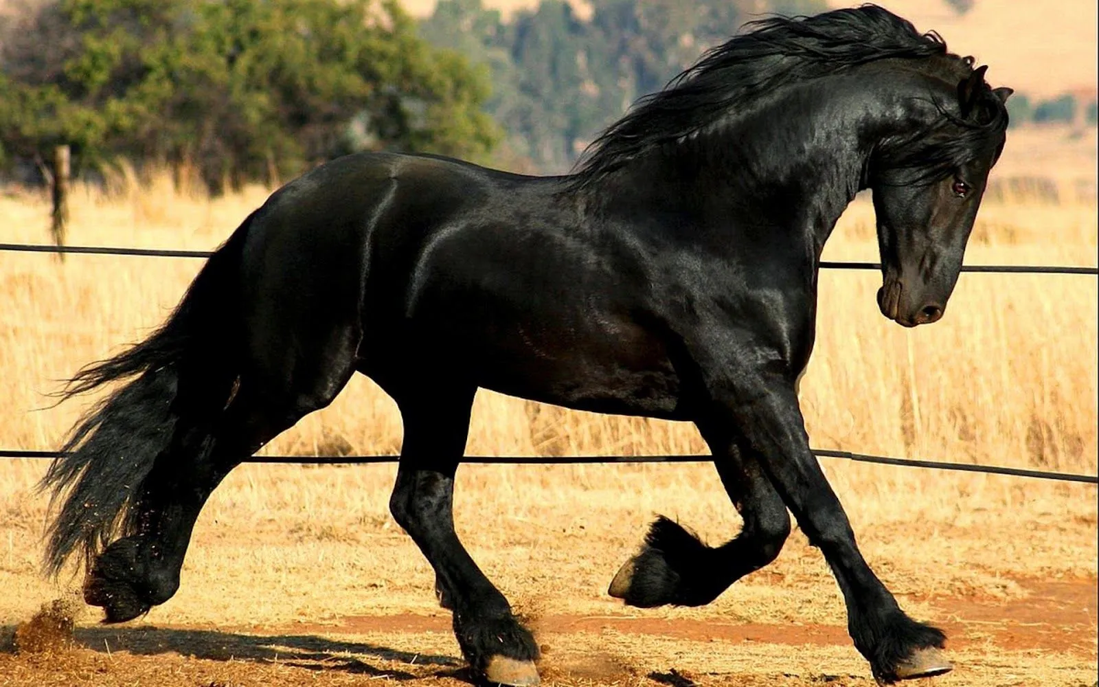 Hermosos Caballos Corriendo - Imágenes de Animales | Fotos e ...