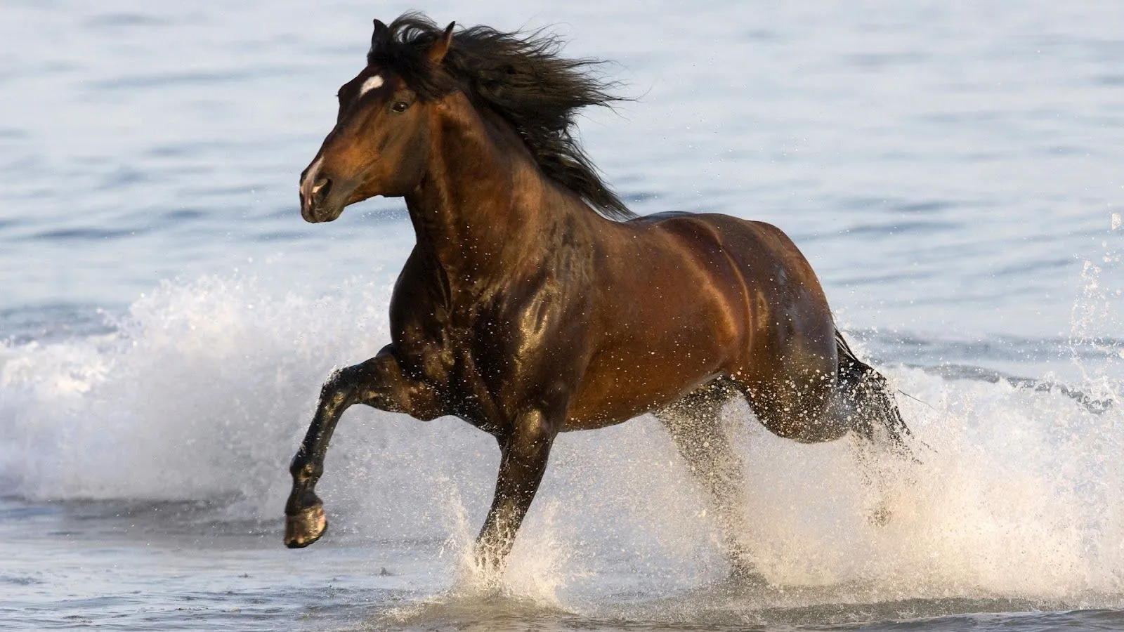 Hermosos Caballos Corriendo - Imágenes de Animales | Fotos e ...