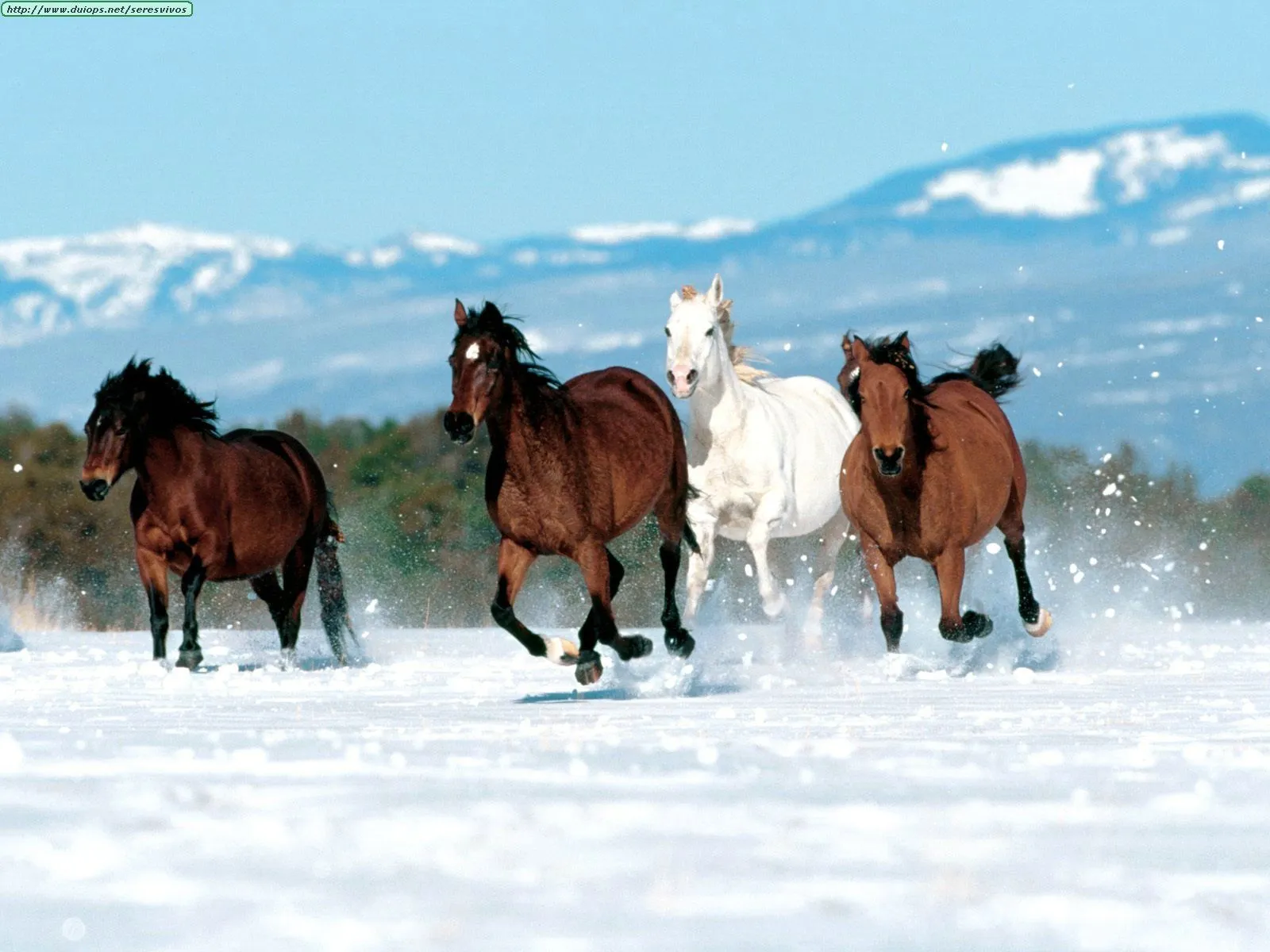 Hermosos, caballos, imagenes, walpaper, posts, sementales, animals ...