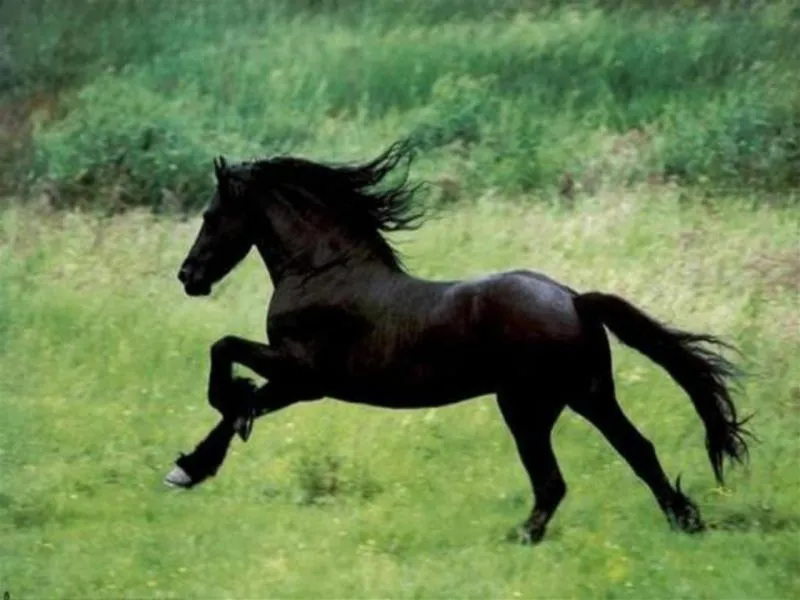 Hermosos caballos salvajes | Fondos de Pantalla