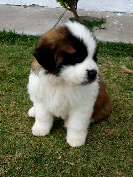 Hermosos cachorros san bernardo!!! - México, Mexico - Animales ...