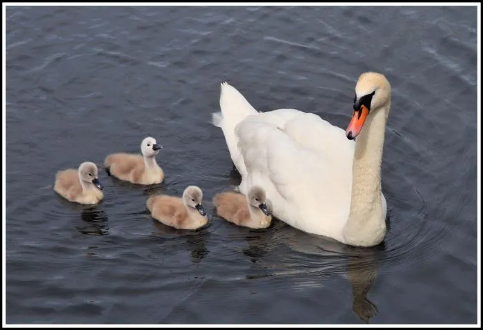 Hermosos cisnes bebes *Imperdible* - Taringa!