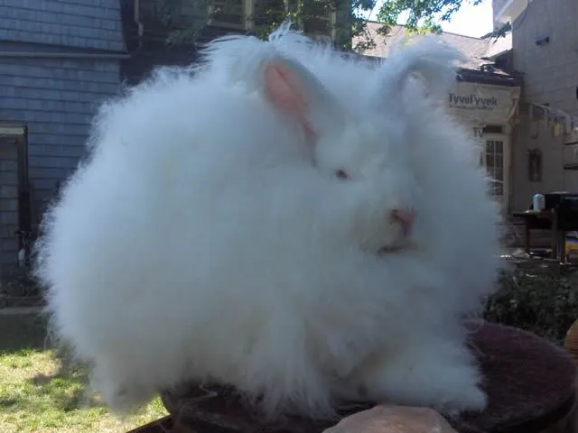 Hermosos conejos angora – Marcianos