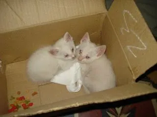 ADOPTEMOS UN PP!...: ...HERMOSOS GATITOS BEBES...