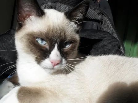 Hermosos gatos siameses seal point 200.000 cu - Bogotá, Colombia ...