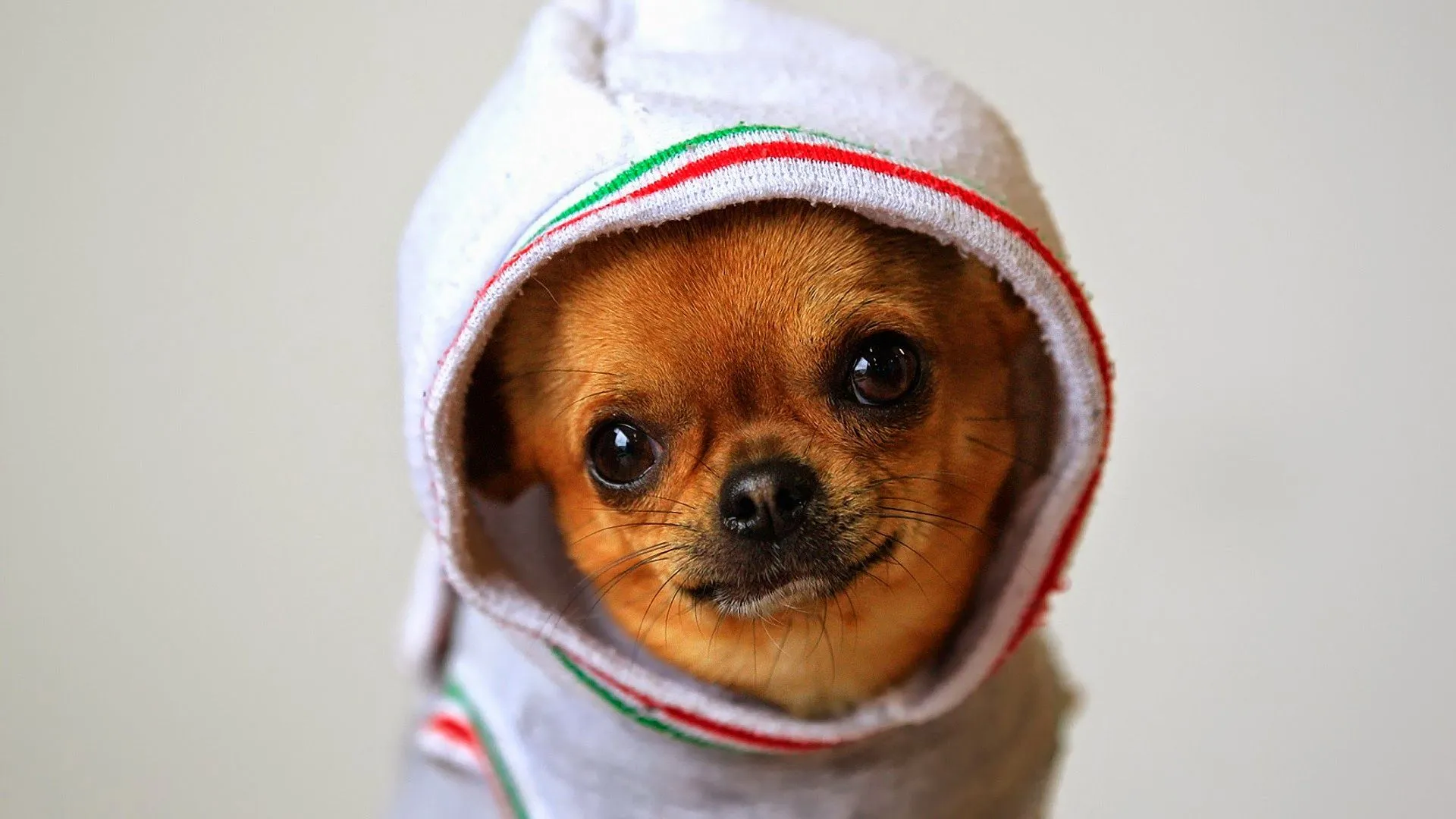 Hermosos Perritos Chihuahua - Chihuahueños | Fotos e Imágenes en ...