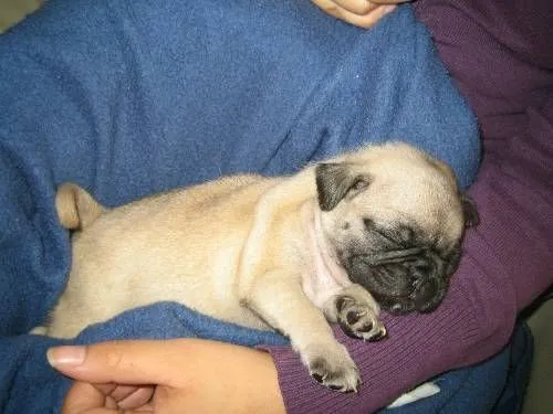 Fotos de HERMOSOS PERRITOS PUG EN VENTA - Distrito Federal ...