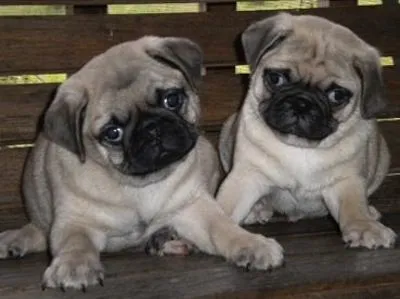 Los hermosos perros pug