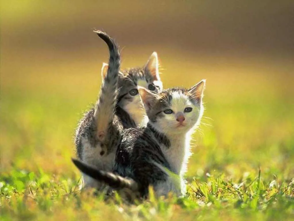 Hermosos y Tiernos Gatos | FOTOBLOG X