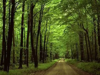 Hermosos Wallpaper de Paisajes de Bosques | Banco de Imagenes ...