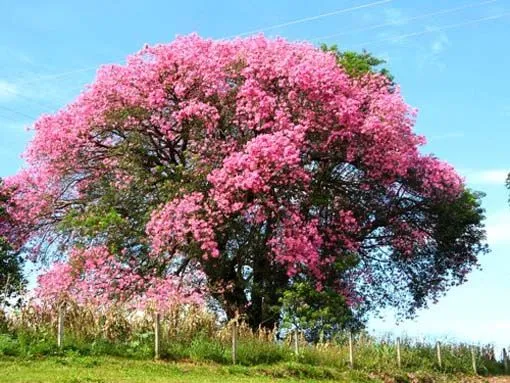 Heroes en las ultimas: El arbol de la pileta: palo borracho