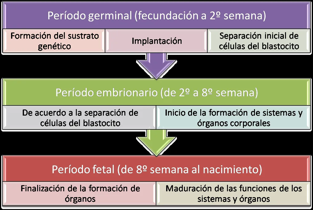 Herramientas para el psicodiagnóstico: Desarrollo prenatal