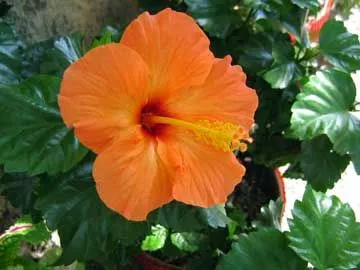 Hibisco, Rosa de China, Pacífico, Cardenales, Flor del beso ...