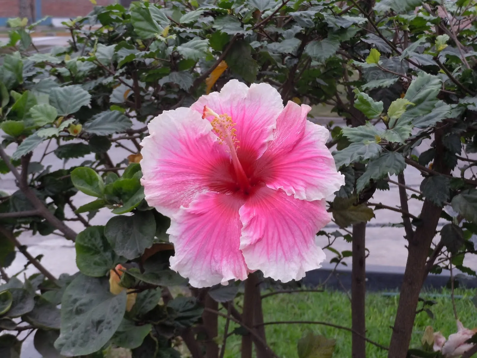 Hibisco Rosado - Pink Hibiscus - Atelier de Charo