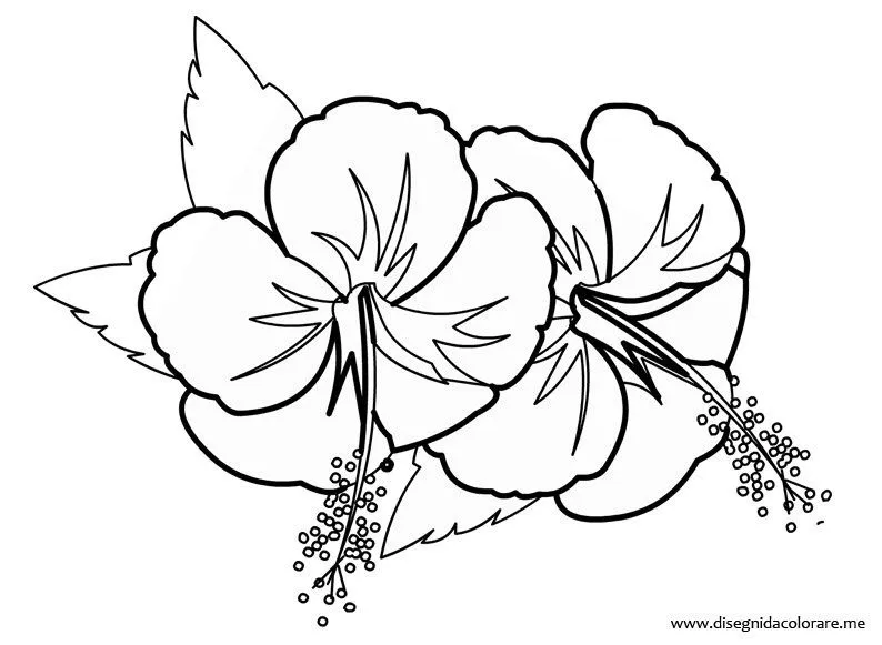 Hibiscus | Disegni da colorare