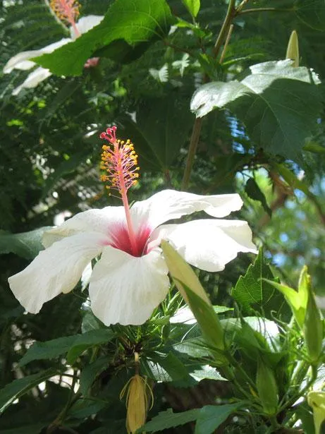 Hibiscus//Rosa china//cucarda - Paperblog