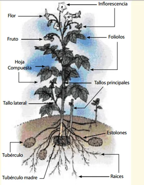 HIBRIDACION "papa" solanum tuberosum R12 vs pareja suprema ...