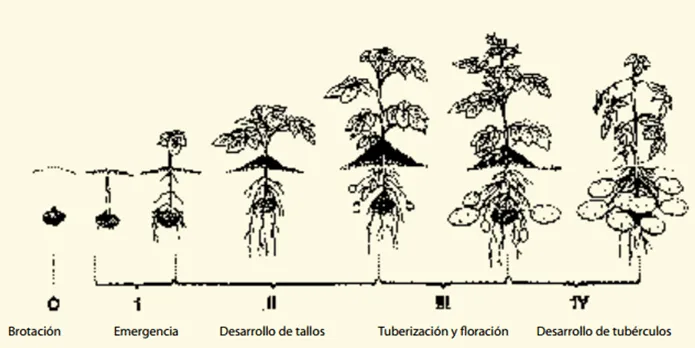 HIBRIDACION "papa" solanum tuberosum R12 vs pareja suprema ...