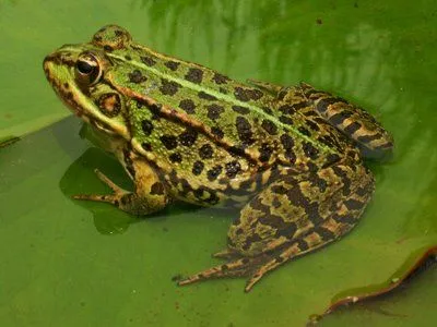 HIBRIDACION DE LA RANA COMUN | DIARIO DE UN OBSERVADOR