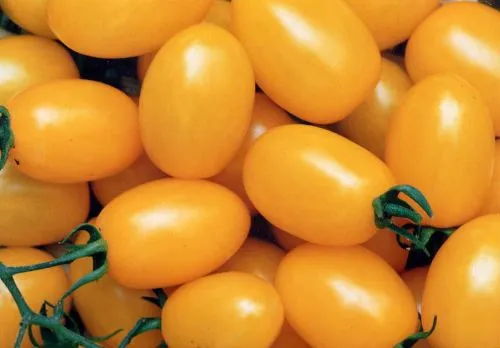 híbrido semillas de tomate para la venta-Semillas híbridas ...