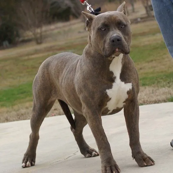 High Stakes Pitbull's Monster 10 month 106lb Female"Baby" AKA ...