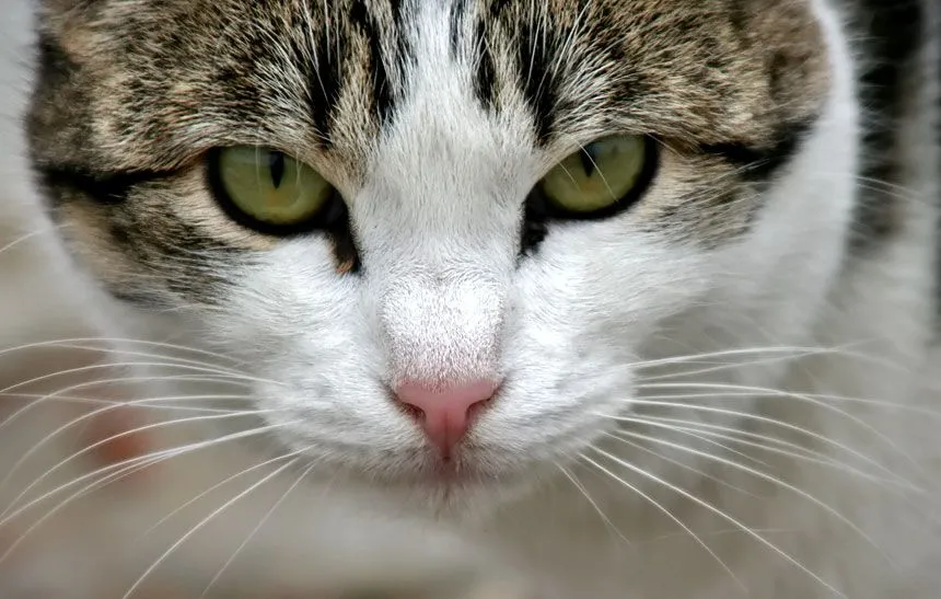 HIGIENE Y CUIDADO DE LOS OJOS DEL GATO-TODO SOBRE SALUD Y ENFERMEDADES ...