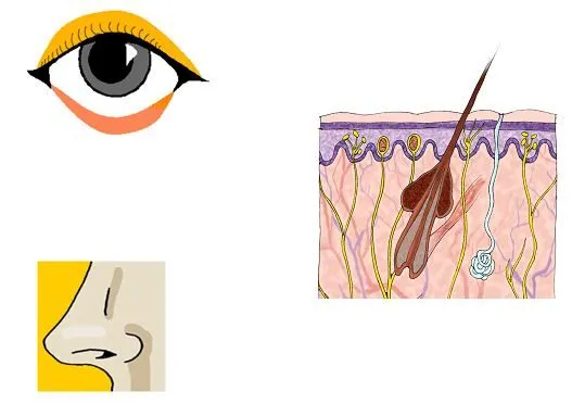 La higiene personal en educación primaria. Unidad didáctica sobre ...