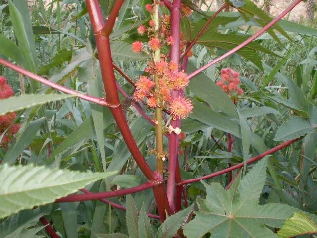 HIGUERA DEL DEMONIO, RICINO (Ricinus communis) | JOSE MARIA ACOSTA ...