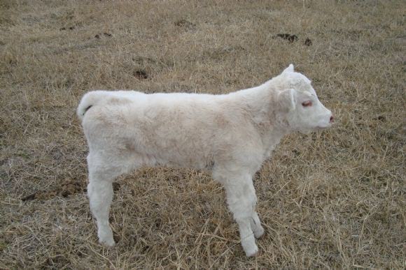 Hijo del toro FRANCES CHAROLAIS ( JOLIMPE ) INSEMINACIÓN ...