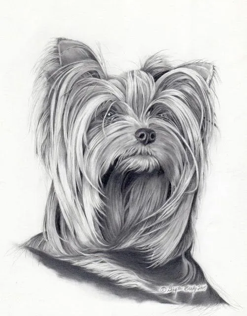 de todo para tu hijo : YORKSHIRE TERRIER