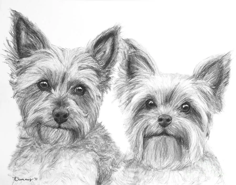 Dibujos de perros yorkshire - Imagui