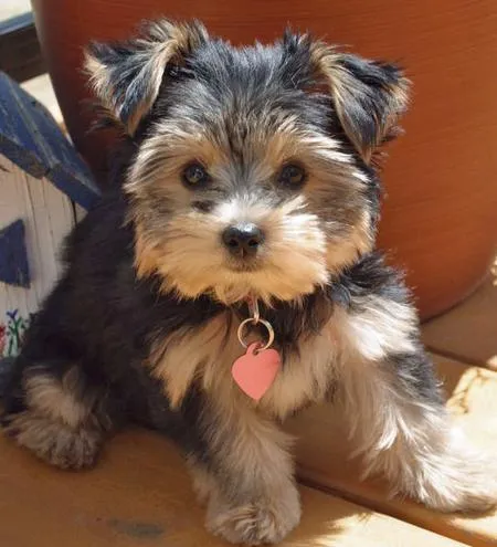 de todo para tu hijo : YORKSHIRE TERRIER