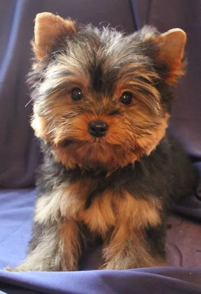 de todo para tu hijo : YORKSHIRE TERRIER