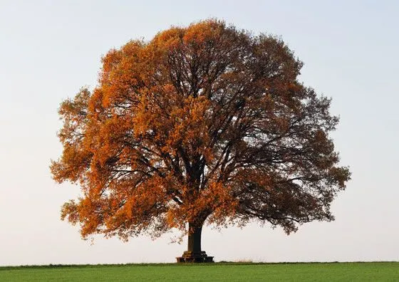 Himno al árbol (Gabriela Mistral) - Revista » Flores y Plantas.net